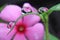 water droplets on leaf, flower reflection