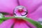 water droplets on leaf, flower reflection