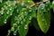 water droplets on leaves from drip system