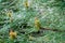 Water droplets on long needles of pine, fresh forest