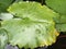 Water droplets on Lotus leaf in a pond, Water drop on green Lilly leaf in the morning , Closeup green lotus leaves in Thailand riv