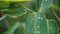 Water droplets over leaf