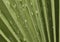 Water droplets over palm leaf