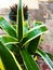 Water droplets over the plant