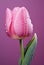 water droplets on pink tulip, photorealistic renderings, uhd image,