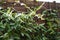 Water droplets on the plant\'s green leaves on the wooden fence