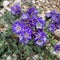 Water Droplets On Purple Blooms In Big Bend