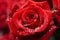 The water droplets on the red rose bloom in beautiful, natural shape by Generative AI