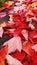 Water droplets on red withered maple leaves in fall
