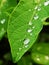 Water droplets on a slender green leaf