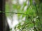 Water droplets on the stem of the Asclepiadaceae tree.