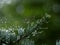 Water droplets suspended in spider web after rain shower