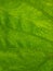 Water droplets on taro plant leaf, leaf venation pattern, green background