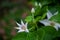 Water droplets at tender White Western Virgins Bower Clematis ligusticifolia orchids