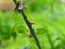 Water droplets on thorns on rose bush