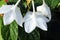 Water Droplets on Three White Amazon Lily Flowers