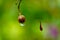 Water droplets at the tip of dried buds of Malabar melastome or Indian rhododendron plant