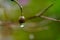 Water droplets at the tip of dried buds of Malabar melastome or Indian rhododendron plant