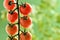 Water Droplets on Tomato Plant