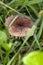 Water droplets on the top of the brown mushroom hidden among the grass