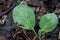 water droplets on vegetable leaves on ground outdoor