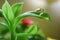 Water droplets on the vibrant green leaf of Baby Sun Rose plants with selective focus