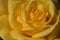 Water droplets on yellow rose - stock photo