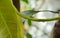 Water dropping on mango branch in garden