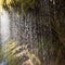 Water dropping out of moss in black forest, Germany