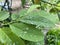 Water drops on Annona squamosa leaves