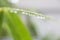 Water drops on bamboo leaves. Rain drop on leaf.