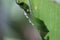 Water drops on banana leaf