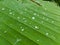 Water drops on beautiful banana leaf for background.