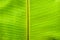 Water drops on beautiful banana leaf, banana leaf texture