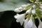 Water drops on a beautiful unopened unknown white plant after rain