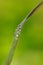 Water drops on a blade of grass