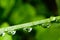 Water drops on blade of grass
