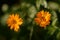 Water drops on Calendula officinalis plant. orange flower petals in the morning