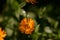 Water drops on Calendula officinalis plant. orange flower petals in the morning