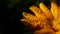 Water drops on Calendula officinalis plant. orange flower petals in the morning