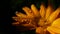 Water drops on Calendula officinalis plant. orange flower petals in the morning