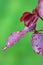 Water drops on colorful purple leaf after rain, macro