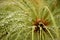 Water drops on Egyptian Papyrus stems