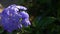 Water drops fall on  Cape Leadwort Flowers