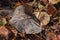 Water Drops on Fallen Aspen Leaves