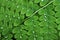 Water drops on Fern