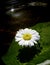 Water drops on flower daisy which float in the water.