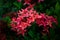 Water drops on flower Ixora red after rain