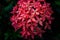 Water drops on flower Ixora red after rain