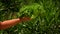 Water drops fly over a bunch of wet lettuce